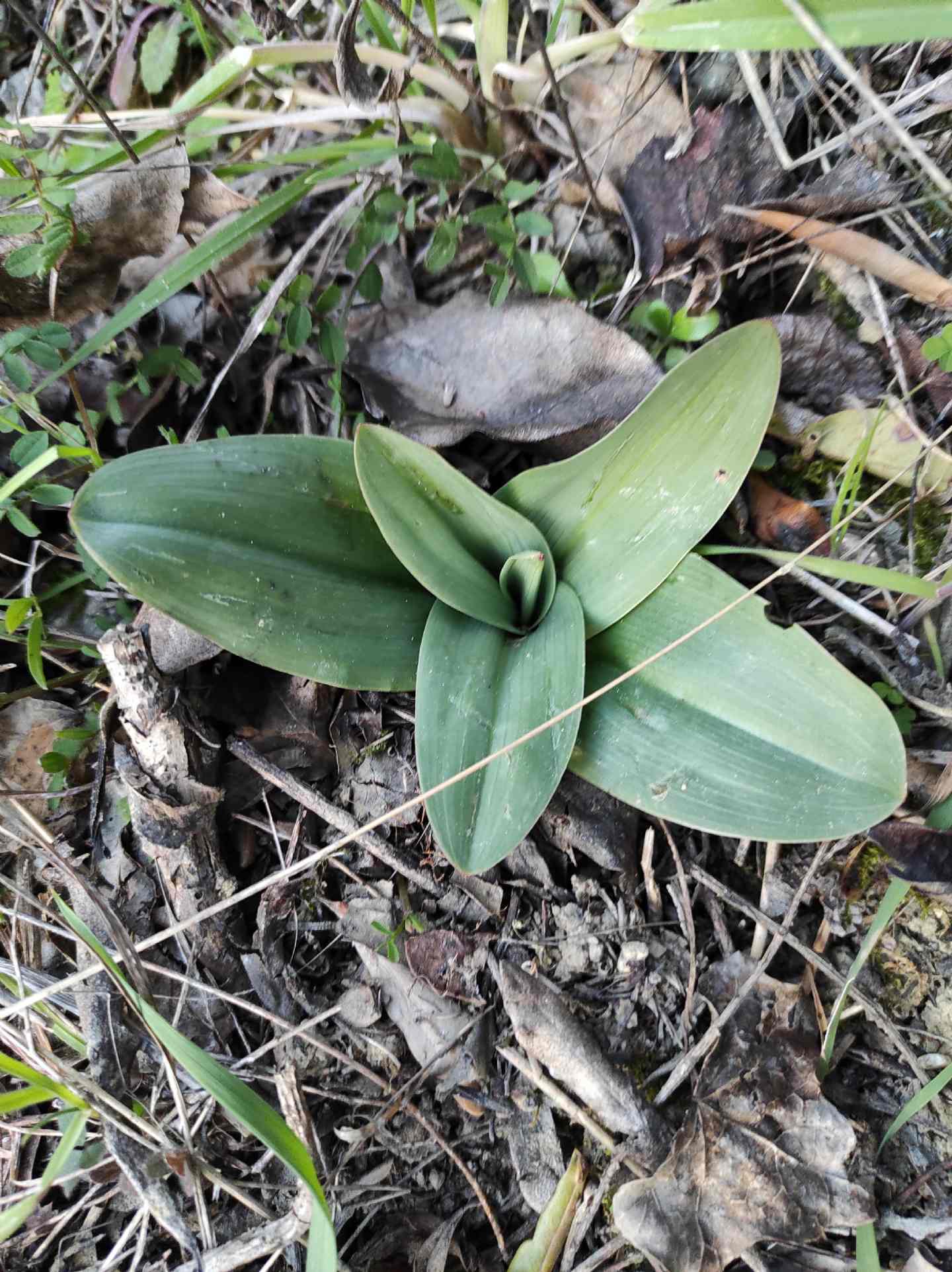 Identificazione rosette basali